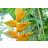   Heliconia champneiana 'Maya Gold' - 5pcs seeds/packet