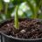 Heliconia Fiatal Heliconia champneiana Maya Gold palánta első levelekkel kis cserépbenMaya Gold első keskeny zöld hajtása a vetőközegből kibújva