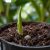 Heliconia champneiana 'Maya Gold' - 5pcs seeds/packet