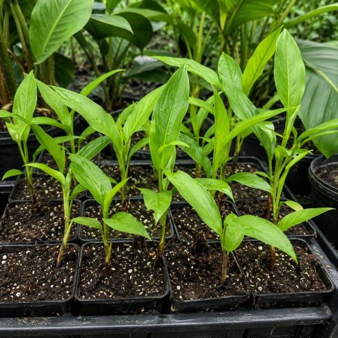 Heliconia champneiana 'Maya Gold' - 5pcs seeds/packet