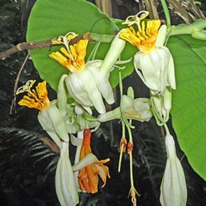 Passiflora macrophylla - 5db mag/csomag