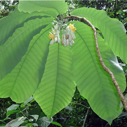 Passiflora macrophylla - 5db mag/csomag