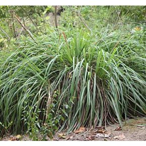 Cymbopogon winterianus - Citromfű - 5db mag/csomag