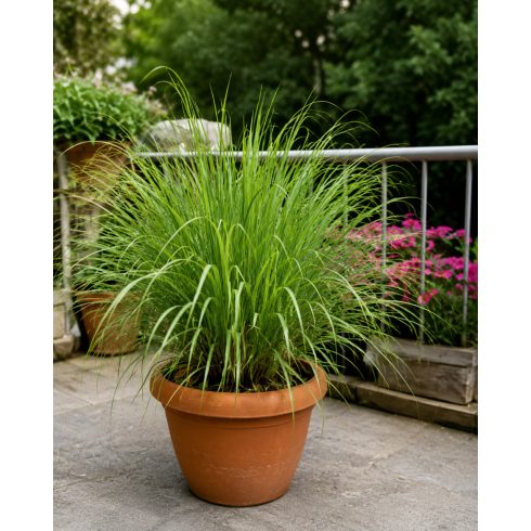 Cymbopogon winterianus - Citromos nád / jávai citronella - 5db mag/csomag