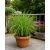 Cymbopogon winterianus - Citromos nád / jávai citronella - 5db mag/csomag