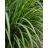   Cymbopogon winterianus - Citromos nád / jávai citronella - 5db mag/csomag