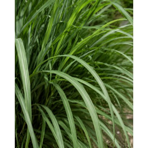 Cymbopogon winterianus - Citromos nád / jávai citronella - 5db mag/csomag
