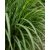 Cymbopogon winterianus - Citromos nád / jávai citronella - 5db mag/csomag