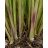   Cymbopogon winterianus - Citromos nád / jávai citronella - 5db mag/csomag