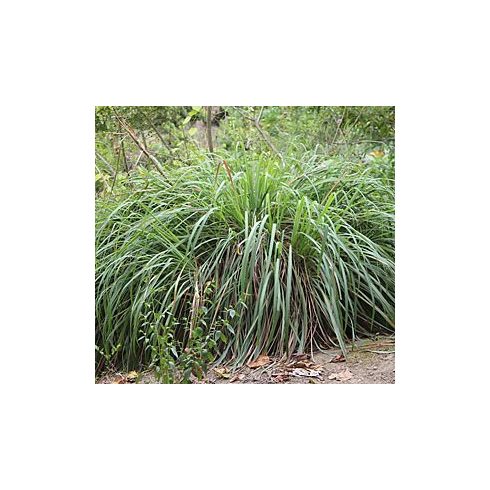 Cymbopogon winterianus - Citromos nád / jávai citronella - 5db mag/csomag