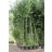   Phyllostachys heteroclada – Kínai vízibambusz - 5db mag/csomag