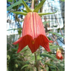 Canarina canariensis - Kanári-harangvirág - 5dbmag/csomag