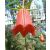 Canarina canariensis - Kanári-harangvirág - 5dbmag/csomag