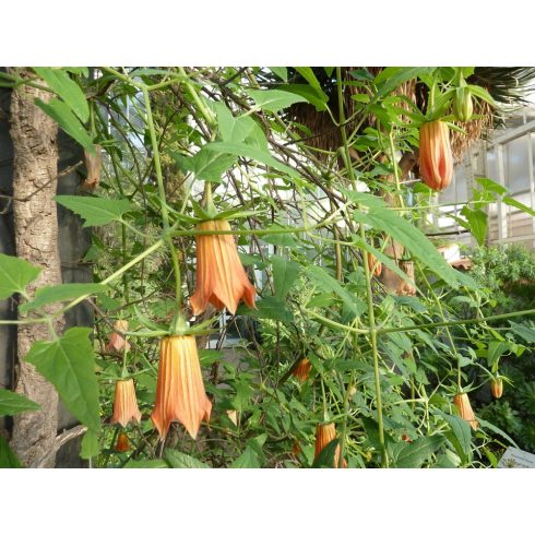 Canarina canariensis - Kanári-harangvirág - 5dbmag/csomag
