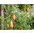 Canarina canariensis - Kanári-harangvirág - 5dbmag/csomag
