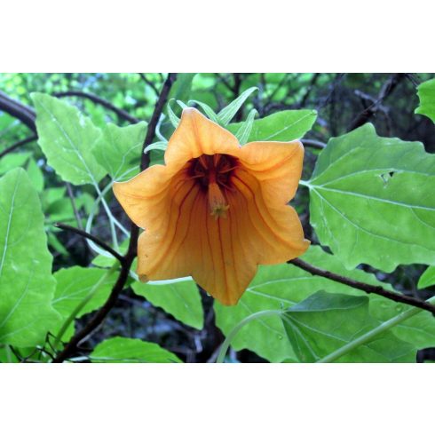 Canarina canariensis - Kanári-harangvirág - 5dbmag/csomag