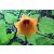 Canarina canariensis - Kanári-harangvirág - 5dbmag/csomag