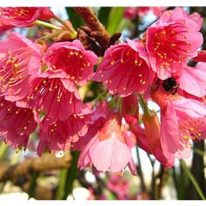   Cerasus campanulata - Csengettyűs vadcseresznye - 5db mag/csomag 