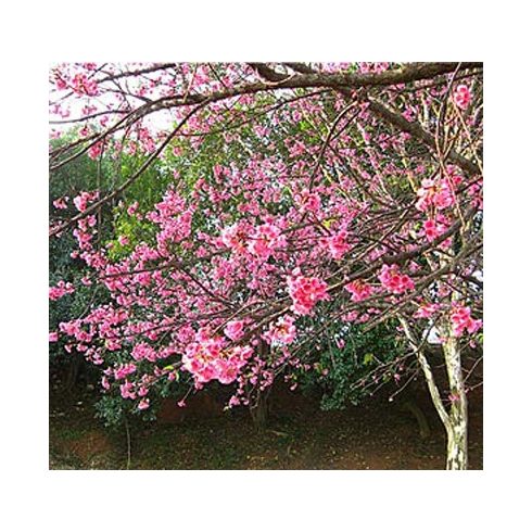 Cerasus campanulata - Csengettyűs vadcseresznye - 5db mag/csomag 