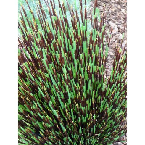 Elegia tectorum - 5db mag/csomag