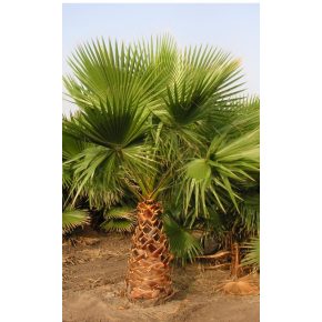 Washingtonia robusta mexikói legyezőpálma kifejlett példánya nagy zöld legyezőlevelekkel