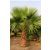 Washingtonia robusta mexikói legyezőpálma kifejlett példánya nagy zöld legyezőlevelekkel