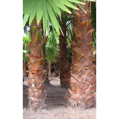 Washingtonia robusta - Skyduster, Mexican Cotton Palm - 5pcs seeds/packet - goldenpalm.hu