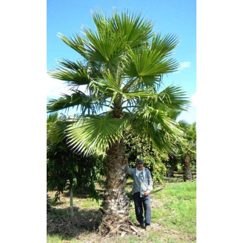 Washingtonia robusta - Skyduster, Mexican Cotton Palm - 5pcs seeds/packet - goldenpalm.hu