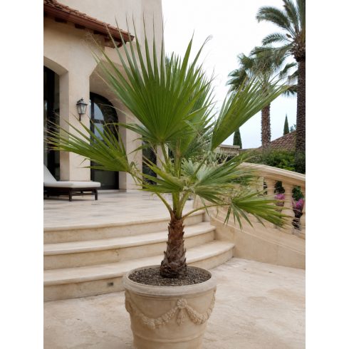 Washingtonia robusta - Skyduster, Mexican Cotton Palm - 5pcs seeds/packet - goldenpalm.hu