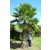 Washingtonia robusta - Skyduster, Mexican Cotton Palm - 5pcs seeds/packet - goldenpalm.hu