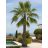 Kifejlett Washingtonia robusta mexikói legyezőpálma karcsú törzzsel mediterrán kertben