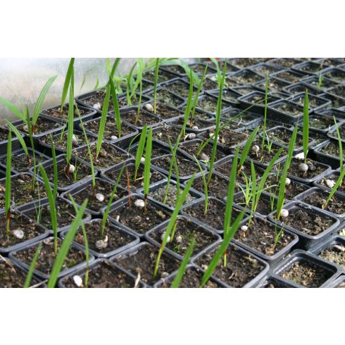 Washingtonia robusta - Skyduster, Mexican Cotton Palm - 5pcs seeds/packet - goldenpalm.hu