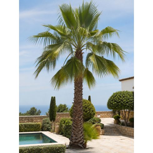 Washingtonia robusta - Skyduster, Mexican Cotton Palm - 5pcs seeds/packet - goldenpalm.hu