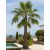 Kifejlett Washingtonia robusta mexikói legyezőpálma karcsú törzzsel mediterrán kertben