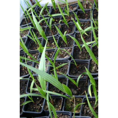 Washingtonia robusta - Skyduster, Mexican Cotton Palm - 5pcs seeds/packet - goldenpalm.hu