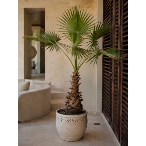 Washingtonia robusta - Skyduster, Mexican Cotton Palm - 5pcs seeds/packet - goldenpalm.hu