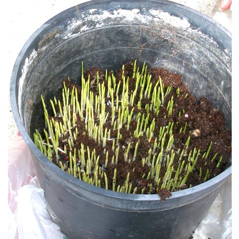 Washingtonia robusta - Skyduster, Mexican Cotton Palm - 5pcs seeds/packet - goldenpalm.hu