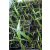 Washingtonia robusta - Skyduster, Mexican Cotton Palm - 5pcs seeds/packet - goldenpalm.hu