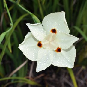 Dietes bicolor - Kétlaki kaffernőszirom - 5db mag/csomag 