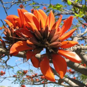 Erythrina caffra - Kaffer Korallfa - 5db mag/csomag