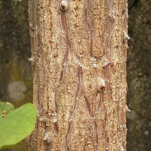 Erythrina caffra - Kaffer Korallfa - 5db mag/csomag