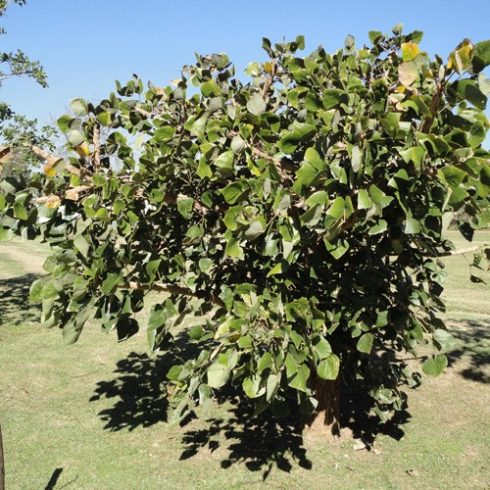 Erythrina caffra - Kaffer Korallfa - 5db mag/csomag