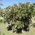 Erythrina caffra - Kaffer Korallfa - 5db mag/csomag