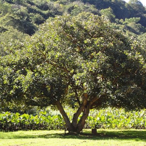 Erythrina caffra - Kaffer Korallfa - 5db mag/csomag