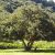 Erythrina caffra - Kaffer Korallfa - 5db mag/csomag