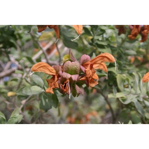 Salvia africana-lutea - Arany színű zsálya 5db mag/csomag