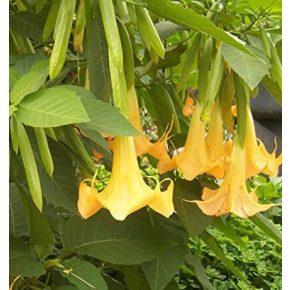   Brugmansia sp. Yellow - Sárga angyaltrombita - 5db mag/csomag