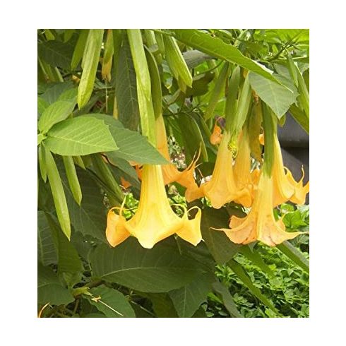 Brugmansia sp. Yellow - Sárga angyaltrombita - 5db mag/csomag