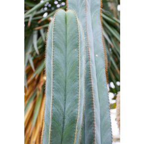 Isolatocereus dumortieri - 5db mag/csomag