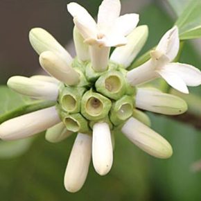 Borojoa patinoi - Borojó - 5db mag/csomag 